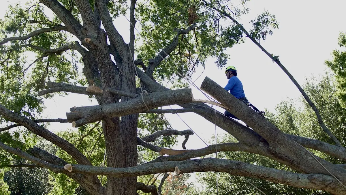 Professional Crown Thinning performed by certified arborists in Rochelle